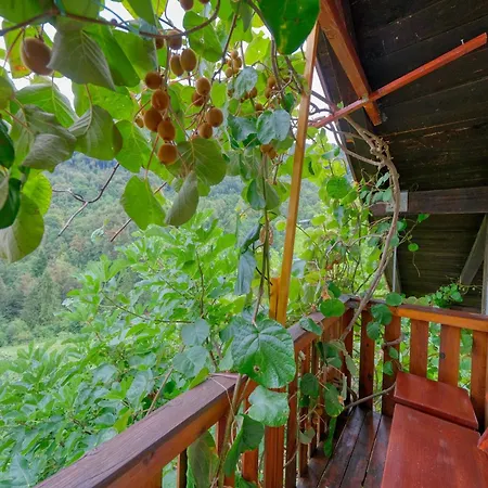 Surrounded By Forests - The Sunny Hill