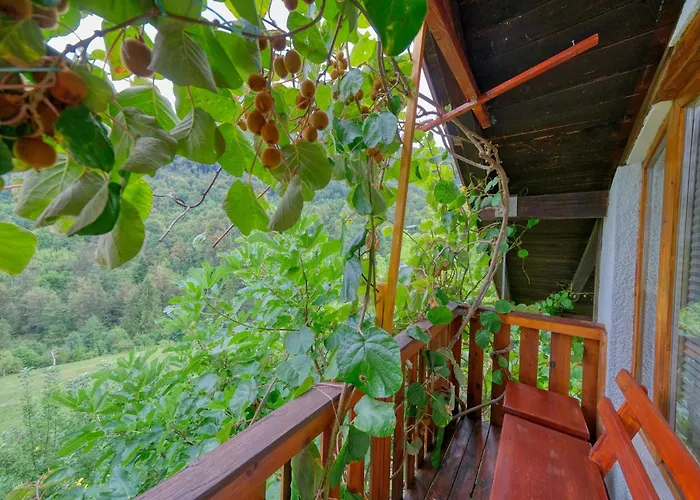 Surrounded By Forests - The Sunny Hill